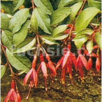 Corallina Fuchsie- mrazuvzdorná