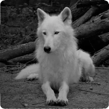 Dekorativní magnet Magnetka 65x65mm ve tvaru čtverce - bílý vlk