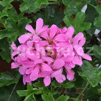 Pelargónie peltátum Decora Lila (muškát převislý Decora Lila) - 1222
