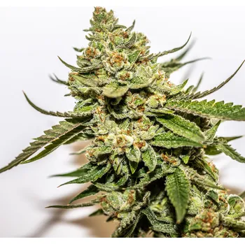 Pěstitelství Vision seeds Cereal Milk x OG Kush Počet ks Feminizované: 3+1