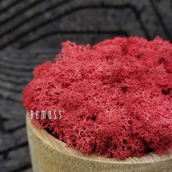 umělá květina Stabilizovaný mech Lišejník RED - 1000g