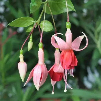 Carnival Fuchsie 545