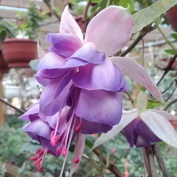 The Phoenix Fuchsie 462