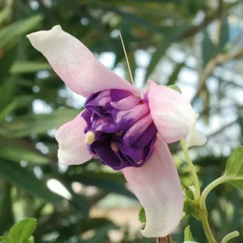 Snowy River Fuchsie 567