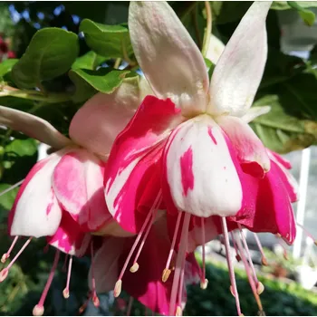 Satellite Fuchsie (Kennett USA 1965) 243