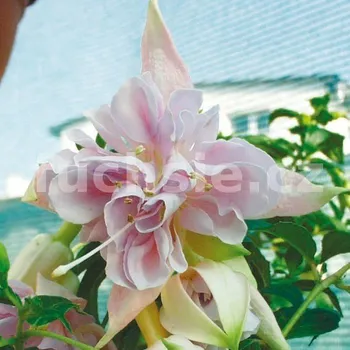 Holly´s Beauty Fuchsie 289