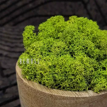 umělá květina Stabilizovaný mech Lišejník LIME GREEN - 1000g