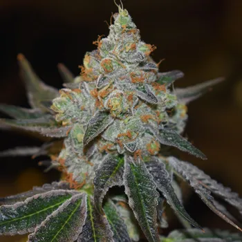 Pěstitelství Vision seeds Auto Mimosa Počet ks Feminizované: 3