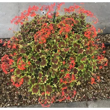 Pelargónie zonale Vancouver Muškát vzpřímený - 1257