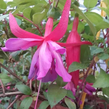 Coguet Bell Fuchsie 339