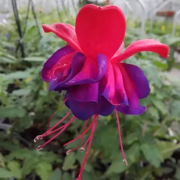 Blue Eyes Fuchsie 233