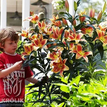 Semeno lilie dřevitá Montego Bay