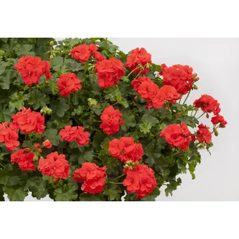 Pelargónie peltátum oranžový ( muškát převislý) - 1207