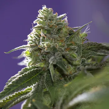 Pěstitelství Vision seeds Lemon Cherry Gelato x Ice Cream Počet ks Feminizované: 3+1