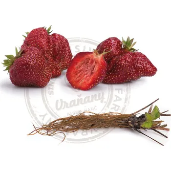 Sazenice Sazenice jahody HANČ Vraňany Zvýhodněné balení frigo sazenic Karmen 50 ks za 650 Kč