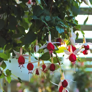 Land van Beveren Fuchsie 322