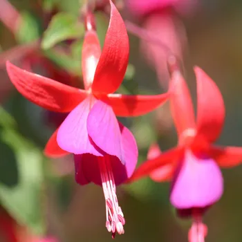 Beacon Fuchsie (Bull GB 1871)- mrazuvzdorná 203