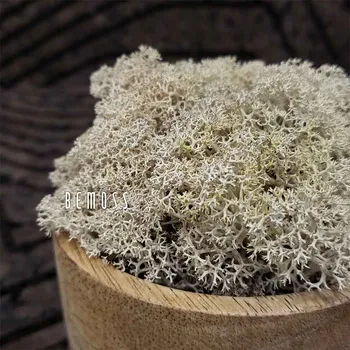 umělá květina Stabilizovaný mech Lišejník NATURAL - 1000g