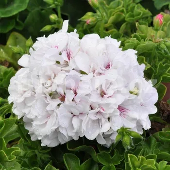 Pelargónie ,Muškát převislý plnokvětý bílý - 1209