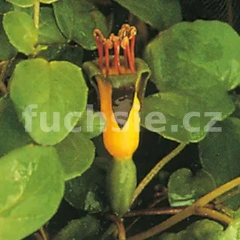 Procumbens Fuchsie (Cunningtomn n.Z. 1834) 245