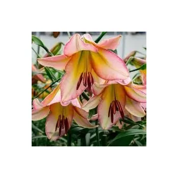 Semeno Lilie dřevitá Beying moon