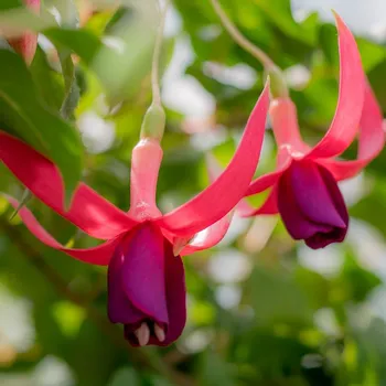 Red Spider Fuchsie (Reiter USA 1949) 234