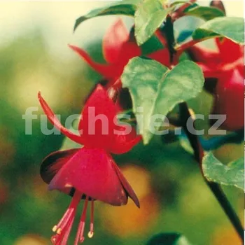 Gruss Aus Dem Bodenthal Fuchsie 265