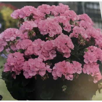 Pelargónie zonale růžičkokvětý Rosalinda - 1292