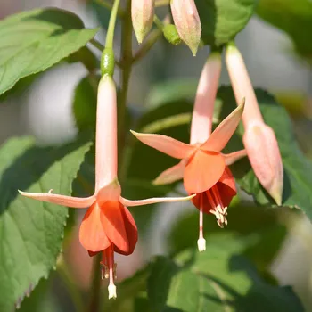 Machu Picchu Fuchsie (De Graff NL 1977) 274