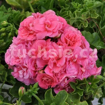 Pelargónie peltátum-Vicky Pacvicky (Vicky Pacvicky muškát převislý Pelargónie) - 1212