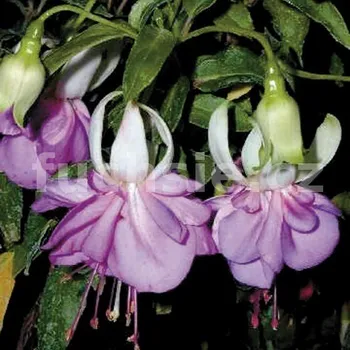 Blue Mirage Fuchsie 278