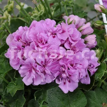 Pelargónie peltátum Lilac (Lilac muškát převislý) - 1211