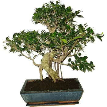 Sazenice Ficus retusa - fíkovník - bonsai 179