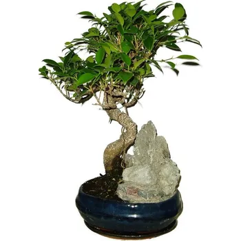 Sazenice Ficus retusa - fíkovník - bonsai 156