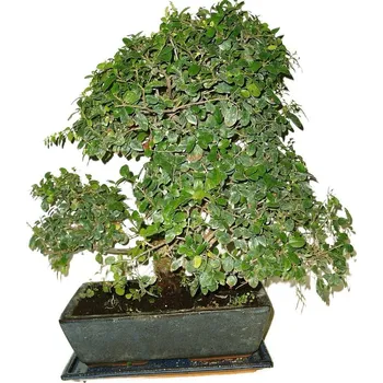 Sazenice Pokojová bonsai - Sagerethia thea 195