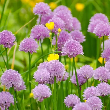 Semeno Pažitka pobřežní Staro - Allium schoenoprasum - osivo pažitky - 40 ks