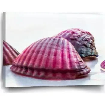 Obraz Sablio Obraz Mušličky - 60x40 cm