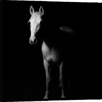 Obraz Sablio Obraz Kůň ve stínu - 50x50 cm