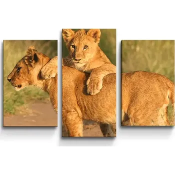 Obraz Sablio Obraz - 3-dílný Lvíčata - 75x50 cm
