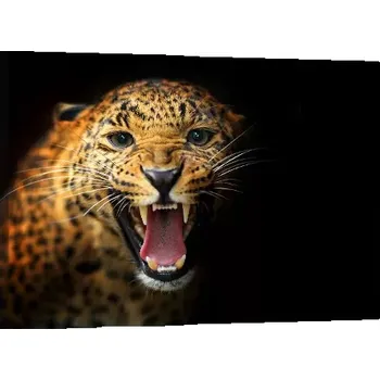 Obraz Sablio Obraz Gepard 2 - 60x40 cm