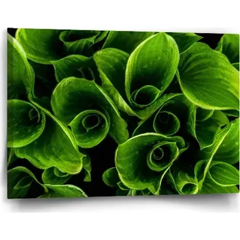 Obraz Sablio Obraz Zelené listy - 60x40 cm