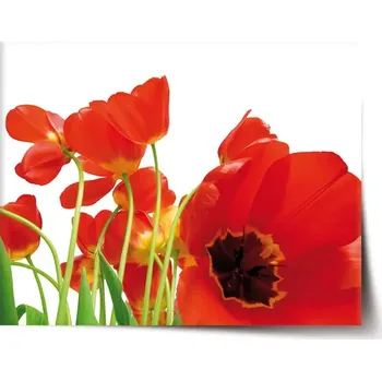 Plakát Sablio Plakát Tulipány - 60x40 cm