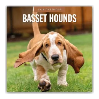 Diář Basset Hounds - Basset Hound 2026 - 16-Monatskalender (EN)
