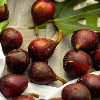 Sazenice Ficus carica 'Little Miss Figgy'