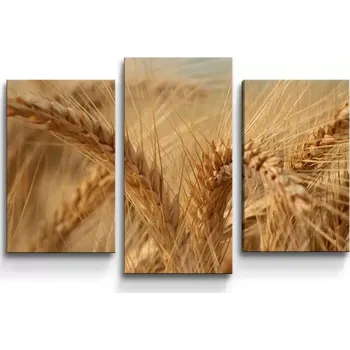 Obraz Sablio Obraz - 3-dílný Klasy 2 - 75x50 cm