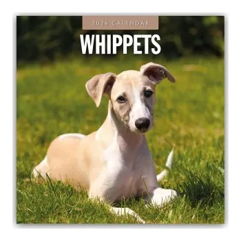 Whippets - Whippet 2026 - 16-Monatskalender (Red Robin Publishing Ltd)(Kalendář)