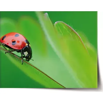 Plakát Sablio Plakát Beruška na listě - 60x40 cm