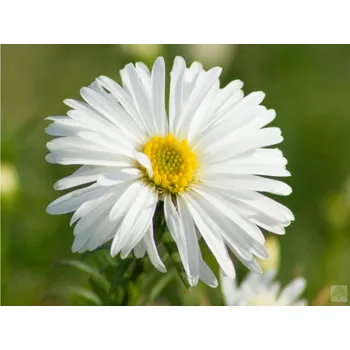 Sazenice Hvězdnice křovitá 'Kristina' - 'Aster dumosus 'Kristina' Balení: kontejner p11