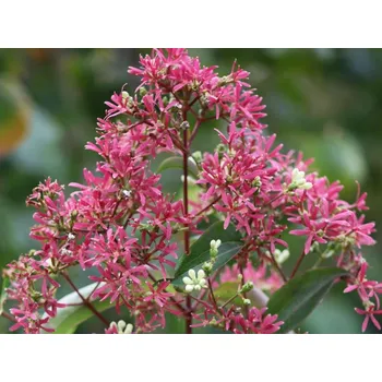 Sazenice Heptakodium jasmínovité Balení: kontejner p9,5