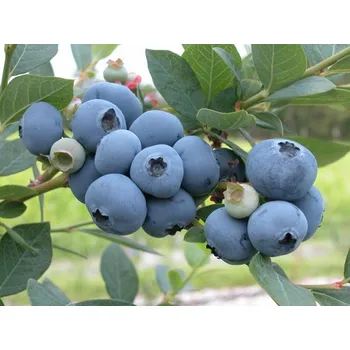 Sazenice Kanadská borůvka 'Sweetheart' Balení: kontejner p9